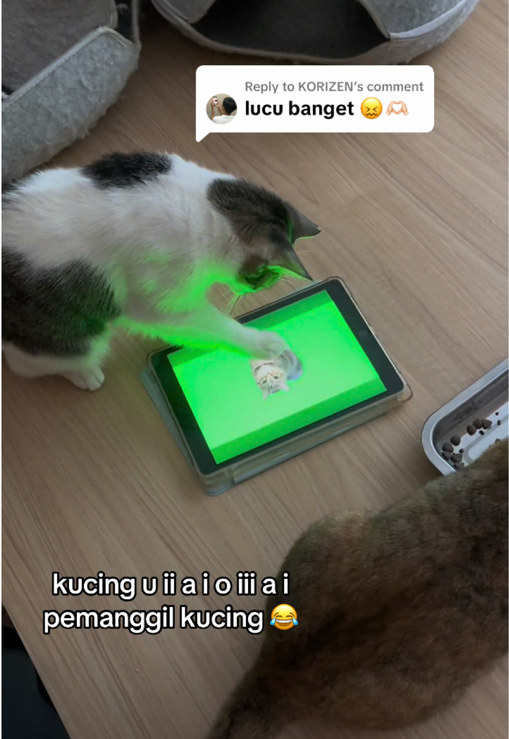 Replying to @KORIZEN #kucinggemoy #kucinglucu #kucingtiktok #fyp #kucing #uiiaiouuiiaio 