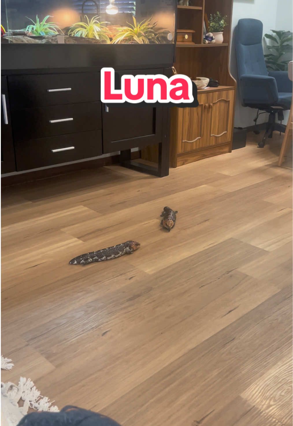 Luna’s all fired up because she saw a fly was in the house. She HATES them 😂😂 #lizard #cute #pet #shingleback 