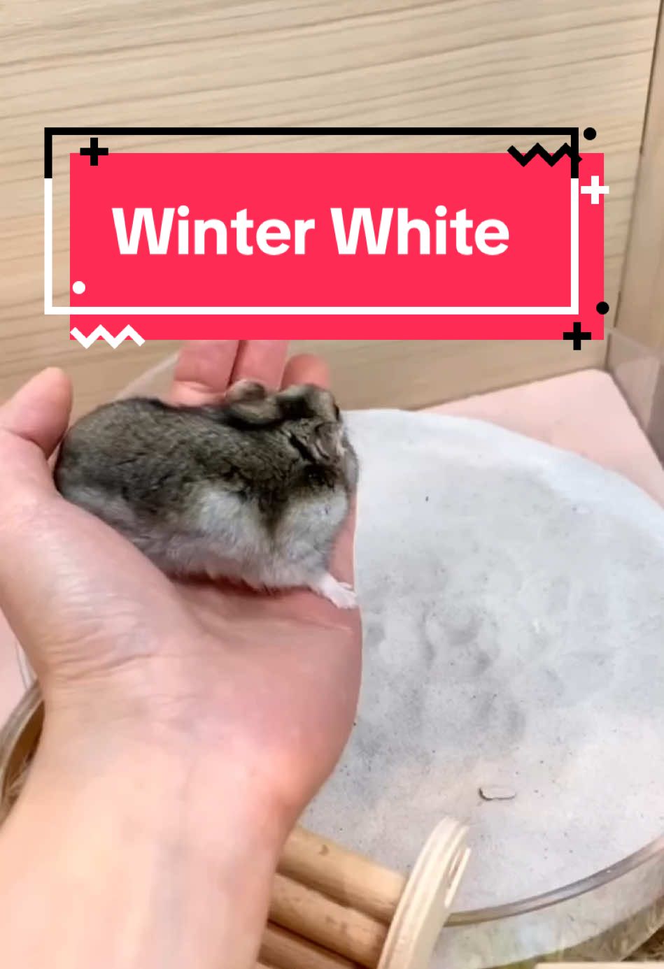 #stitch with @peternakhamster1  #winterwhite #winterwhitehamster #winterwhitehamster🐭 #dwarfhamstersoftiktok 