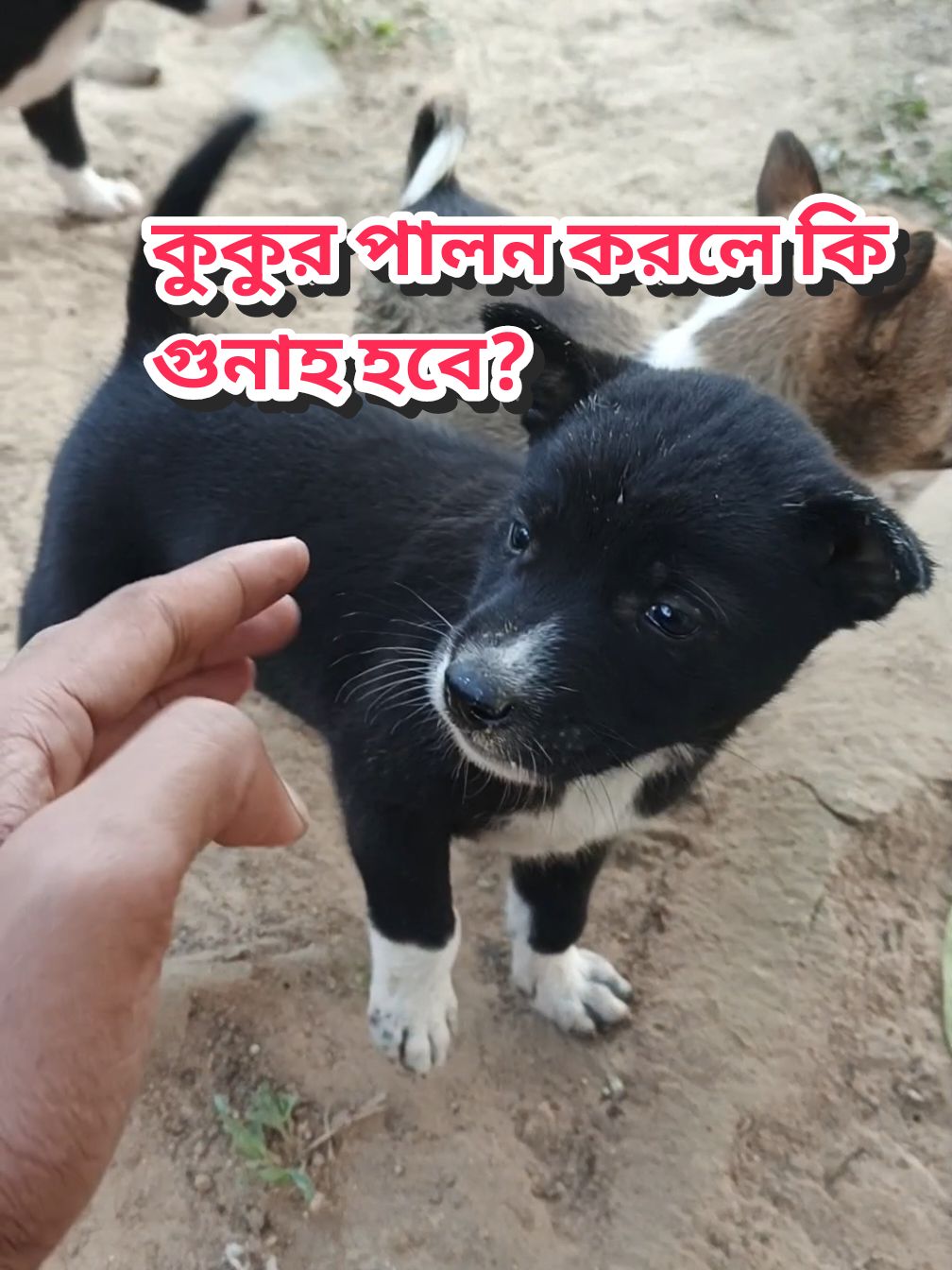 #dogs #muslim #foryou #foryoupage #dogsoftiktok 