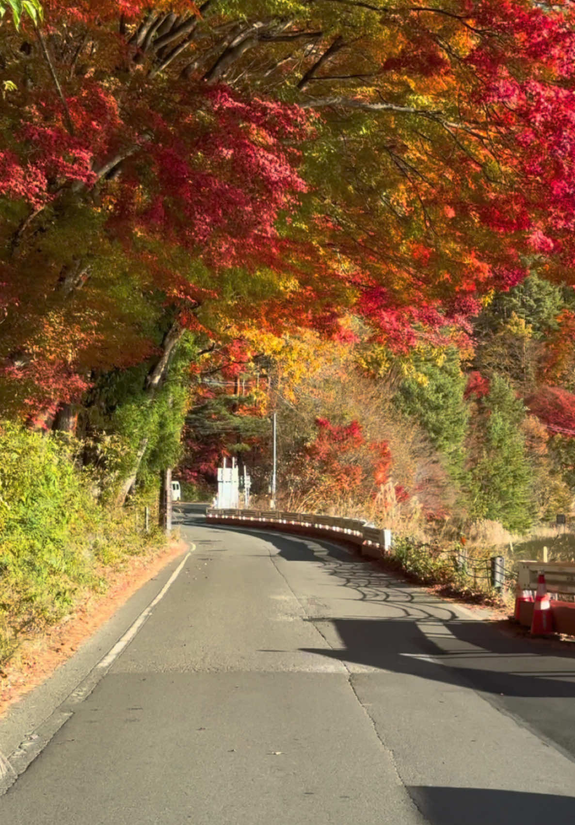 🚗🍁🍂 #autumn #autumnvibes #fall #yamanashi #lakekawaguchiko #kawaguchiko #河口湖 #roadtrip #road #beautifuldestinations #japan #onemillionaudition #japantravel #travel #traveltiktok #naturetiktok #nature #natural #fyp #fypp #foryou #foryoupage #trending #viral #viralvideo #trendingvideo #nihonvoyages #tiktok #tiktokviral #tiktokjapan #tiktokindia_ #tiktokusa #日本 #秋 #おすすめ #ドライブ 