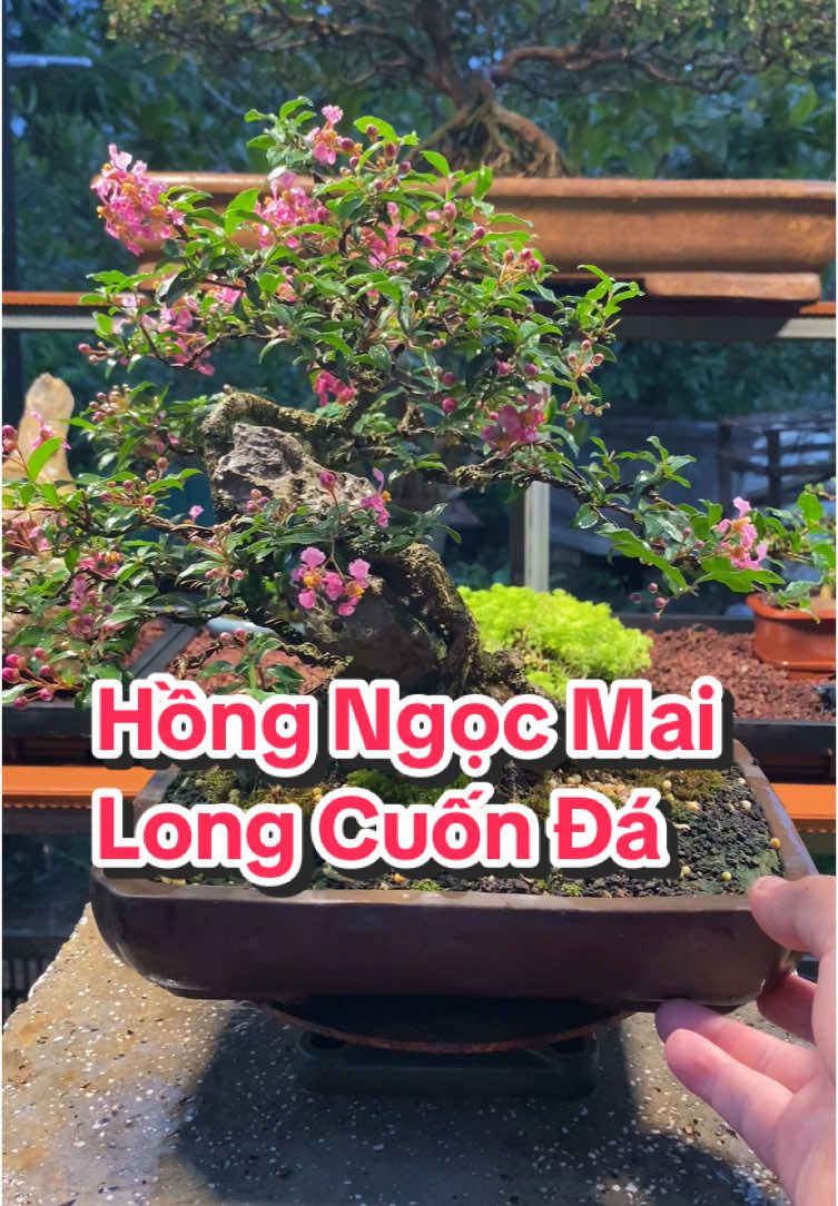 Em Hồng Ngọc Mai dáng long cuốn đá rộ bông 🥰#bonsaibmt 