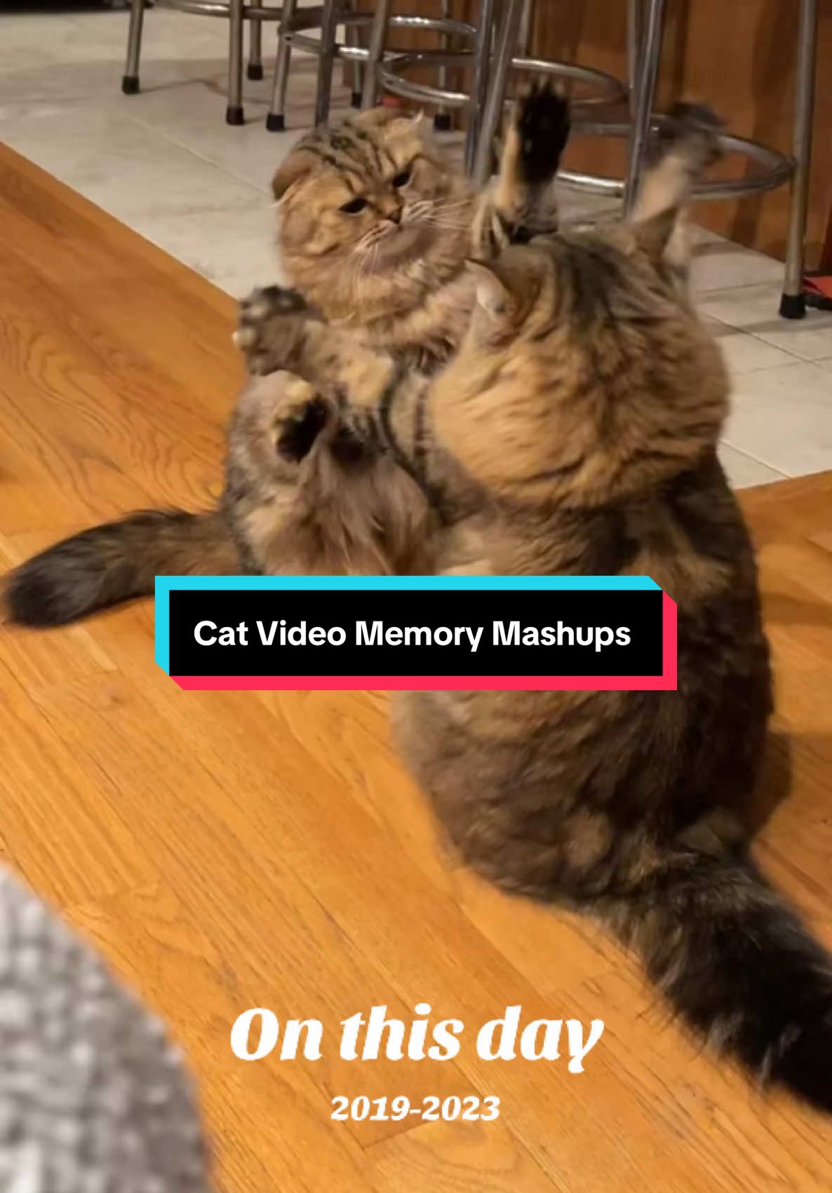 #onthisday #catsoftiktok #cats #funnycats #videomashup 