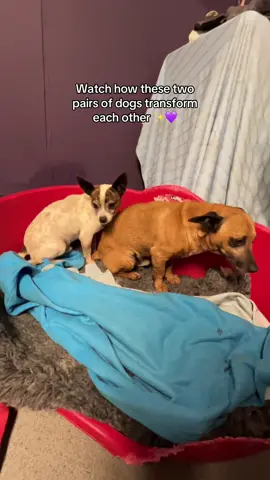 Watch how these two pairs of dogs helped transform each other and have bonded as a little pack 🐶✨ The progress of our tiny dogs has been the most heartwarming thing to watch. Whilst Tiny Tim and Tom Thumb were bonded, Dede and Molly hadn’t met before. Molly was Dede's comfort on her first night, and it is Dede who has shown Molly how to trust people. Meanwhile Tom Thumb has let us stroke him for the first time. 🙏 #dog #rescue #dogsoftiktok #fyp #cute #transformation #dogs 