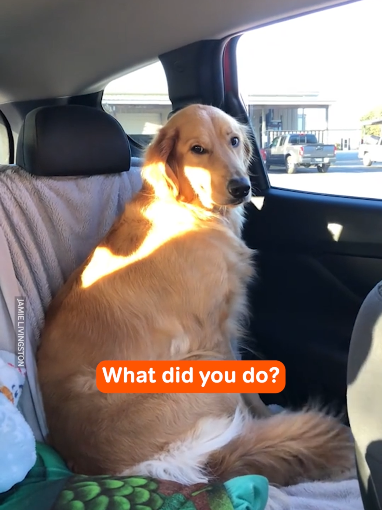 I Think She's Guilty 👀🍟 #dog #puppy #guilty #mcdonalds #fries #guiltyface #sideeye #funnydogs #animal