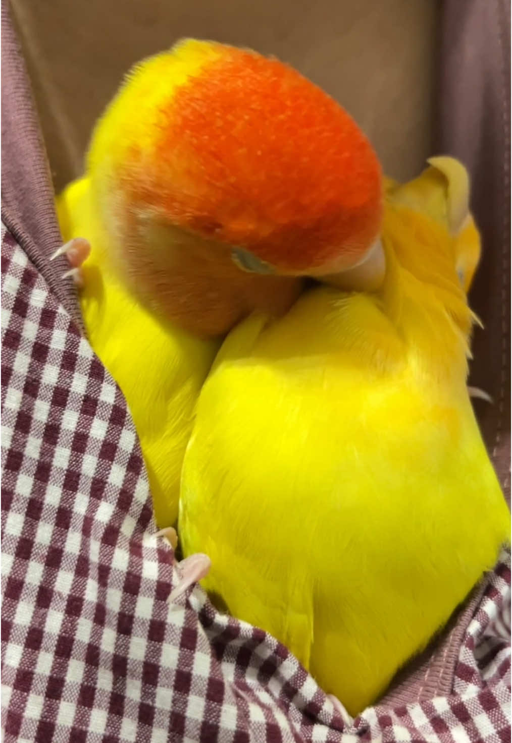 Love#fyp #PetsOfTikTok #foryoupage #pet #birds #lovebirds 