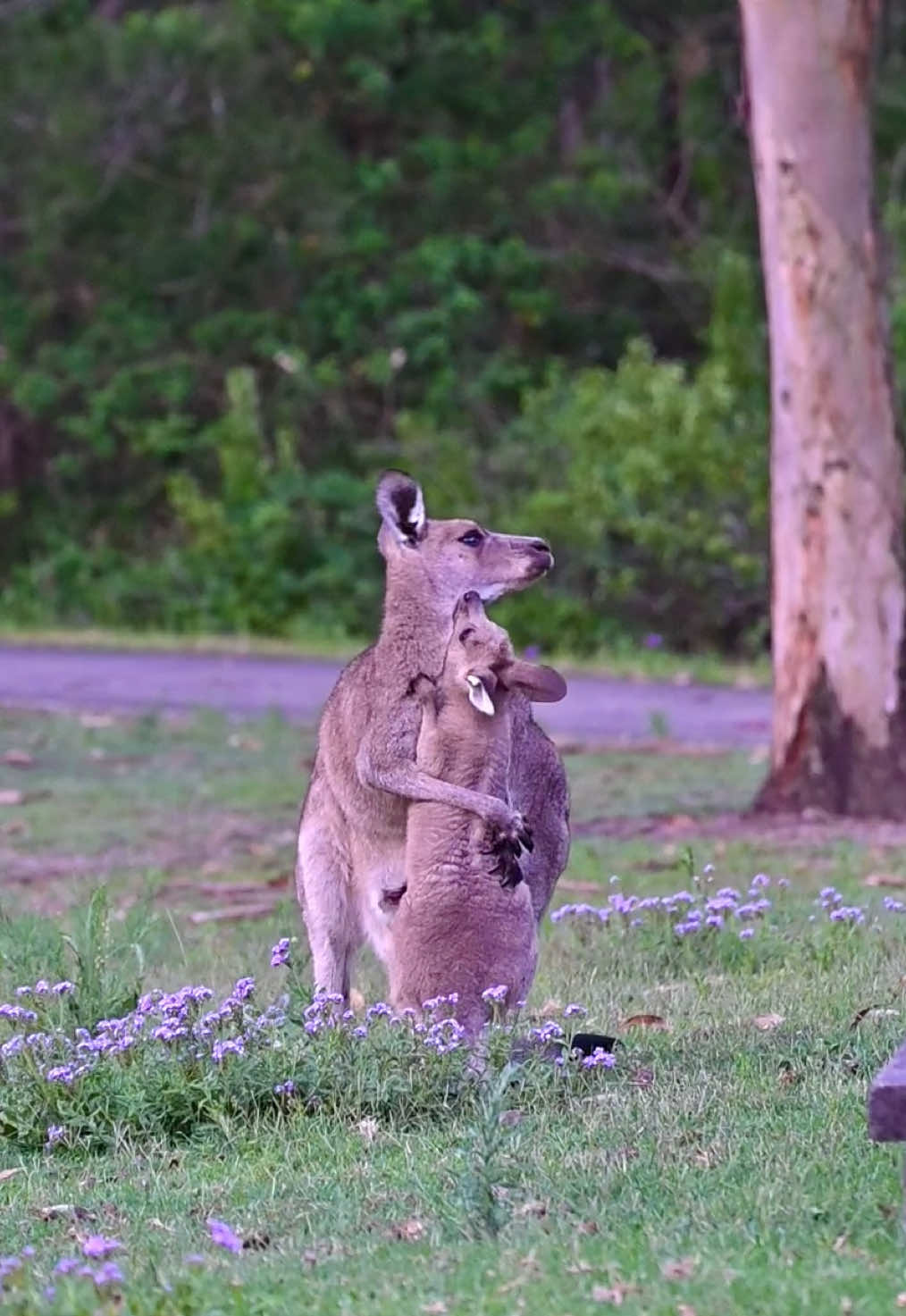 Mother kangaroo hugged her joey #kangaroo #babykangaroo #joey #meanwhileinaustralia #australia #australianlife #cuteanimals 