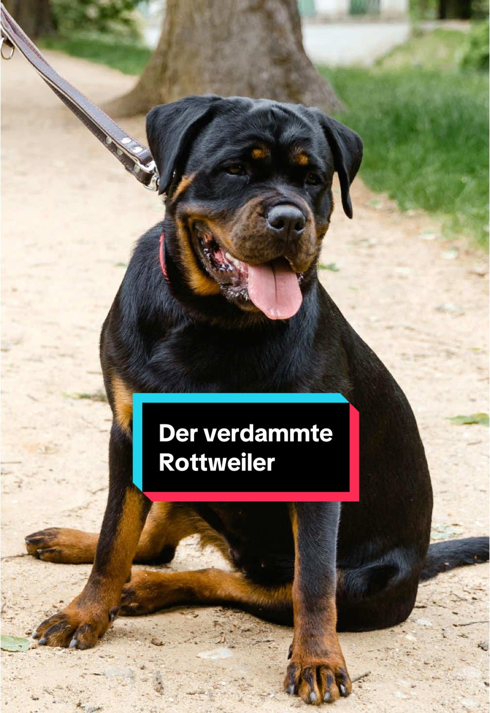 Triff den Rottweiler. #rottweiler #hundeliebe #hundefakten #welpen 