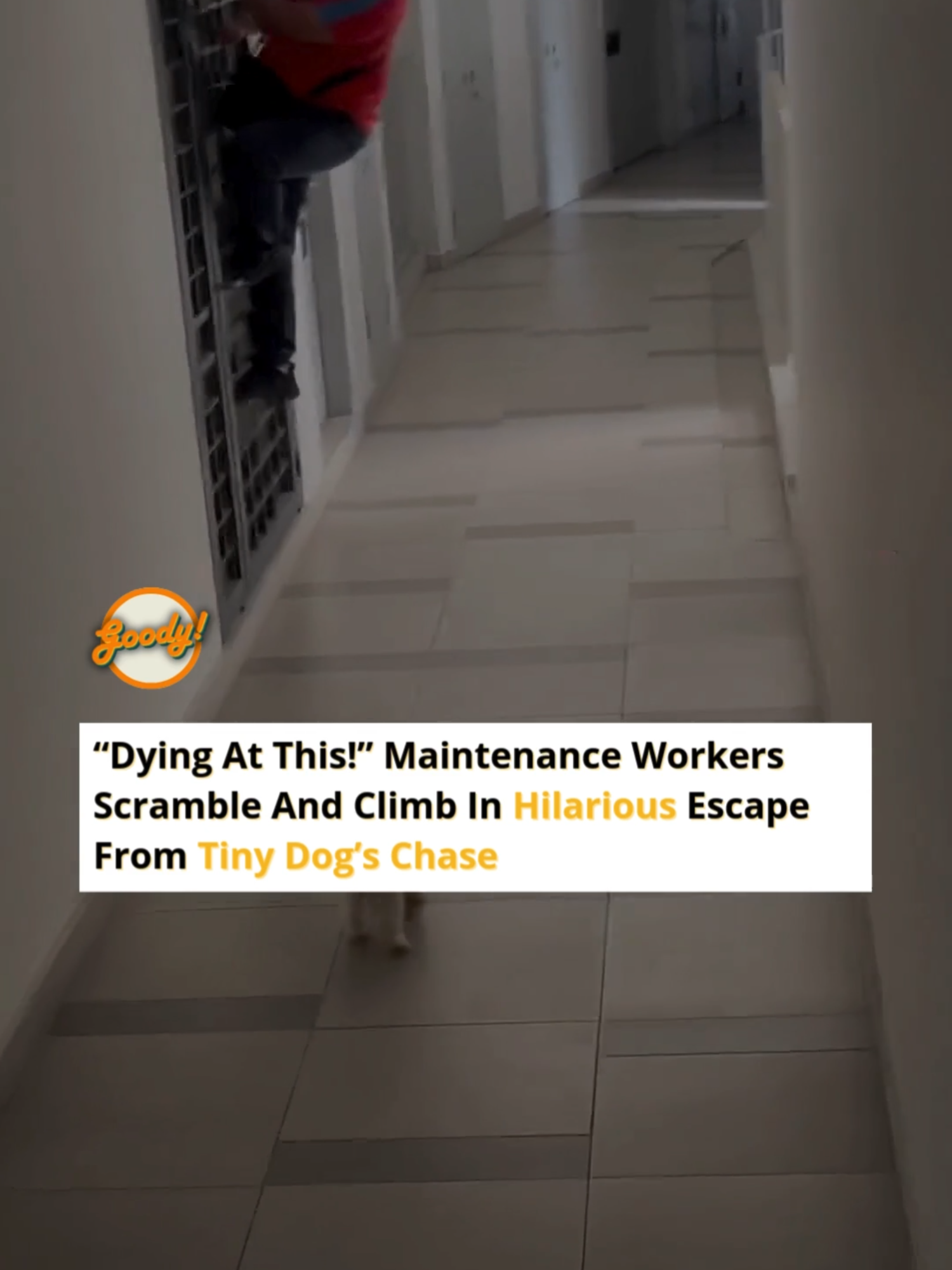 A viral video by @dadybos has taken the internet by storm, showing a hilariously chaotic encounter between two work partners and an overly enthusiastic tiny dog. The pair’s frantic attempts to escape the dog’s playful chase had viewers in stitches, as they scrambled, climbed walls, and darted around in sheer panic. While the dog’s intentions seemed harmless—likely just wanting to play—the two Malay men were clearly unprepared for the enthusiastic pursuit, resulting in a comedy of errors that’s too funny to miss. 🔥 Follow @goodymalaysiaofficial for more stories that matter from cerita lokal to global 🇲🇾 . . . #goody #goodymy #giselleGMY #dog #funny