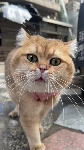 I think he needs something,right?#cat #catlover #cutecat #kitten #catmom #meow #catoftiktok 
