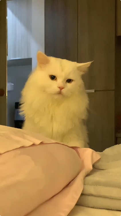 Ma-AH means” come here”in cat language🥰🤣#cat #cats #cutecat #catsoftik #fyp #funny #foryoupage #funnyvideos #funnytiktok #funnyanimals #foryou #funnycat #kitty 