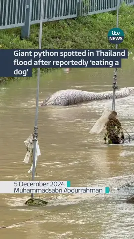 A giant python has been spotted floating in the Pattani province of Thailand after devastating floods hit the country. The snake appears to have consumed a dog. People suggested in the comments that the python is likely dead or injured as it is floating belly up. #itvnews #thailand 