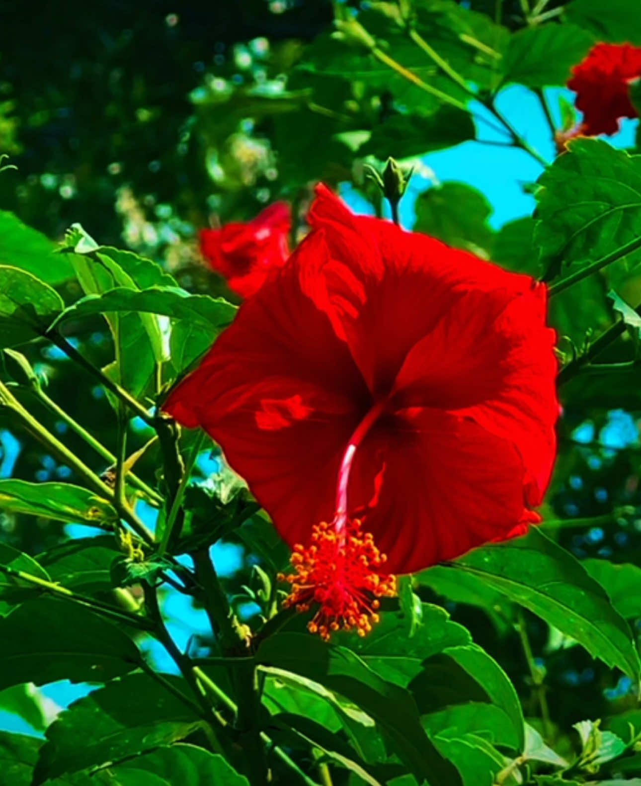 যত পরিপূর্ণতা আছে সব তোমার জন্য, শূন্যতা নাহয় আমার জন্যই থাক।💔❤️‍🩹 #foryou #foryoupage #videography #edit #team_of_fx #viral 