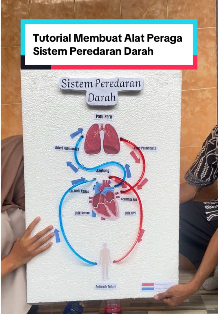 Pembuatan media ajar alat peraga sistem perdaran darah #alatperaga #mediaajar #biologi #ipa #kampusmerdeka #kampusmengajar