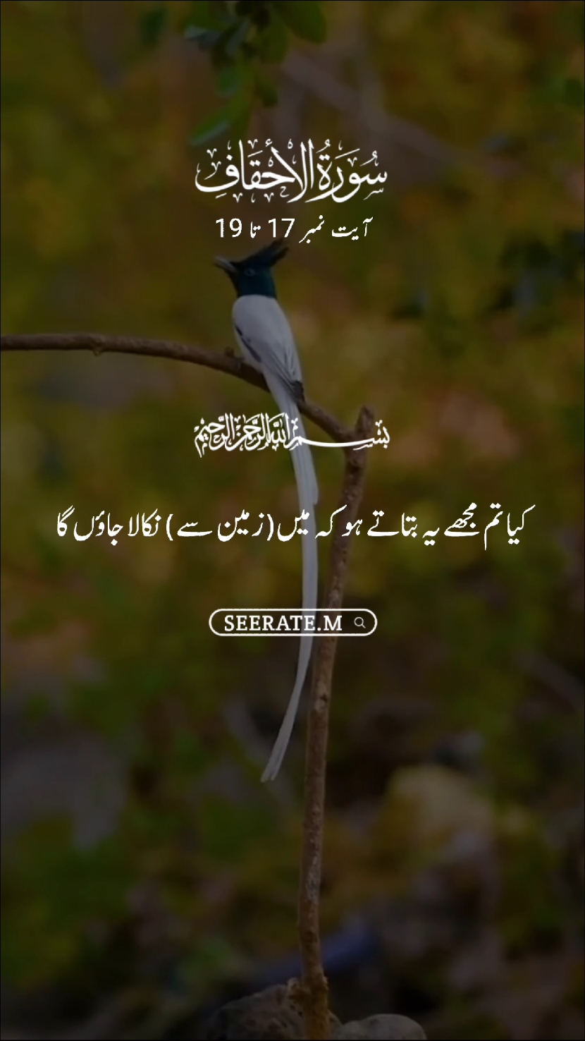 Quran kareem with translation 😍 surat ahkaf ayat no 17 to 19 #quran #hadees #islam #seerate_m #urdutranslation #qurantarjuma #unfrezzmyaccount #pakis #pakistani_tik_tok #islamic_video #urdu #quran_alkarim #quranrecitation #urdupoetry #pakistani #pakistanzindabad #pakistan #urduquran #q #muftimenk 