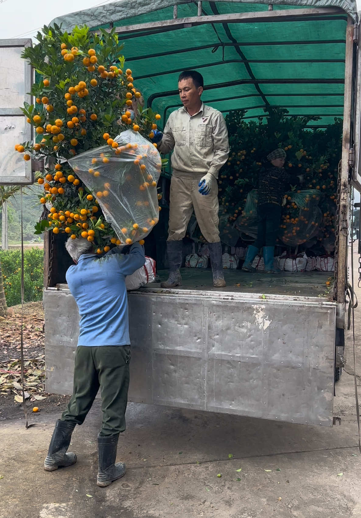 Không khí Tết 2025 đang đến rất gần rồi các bác ơi! Hàng này năm ngoái em bán buôn 300k/1 cây các bác thấy thế nào ạ? Đắt hay rẻ? #quất #quattet #quattet2024 #quatcanh #cayquat #quattet2023 #quatcanhtet2024 