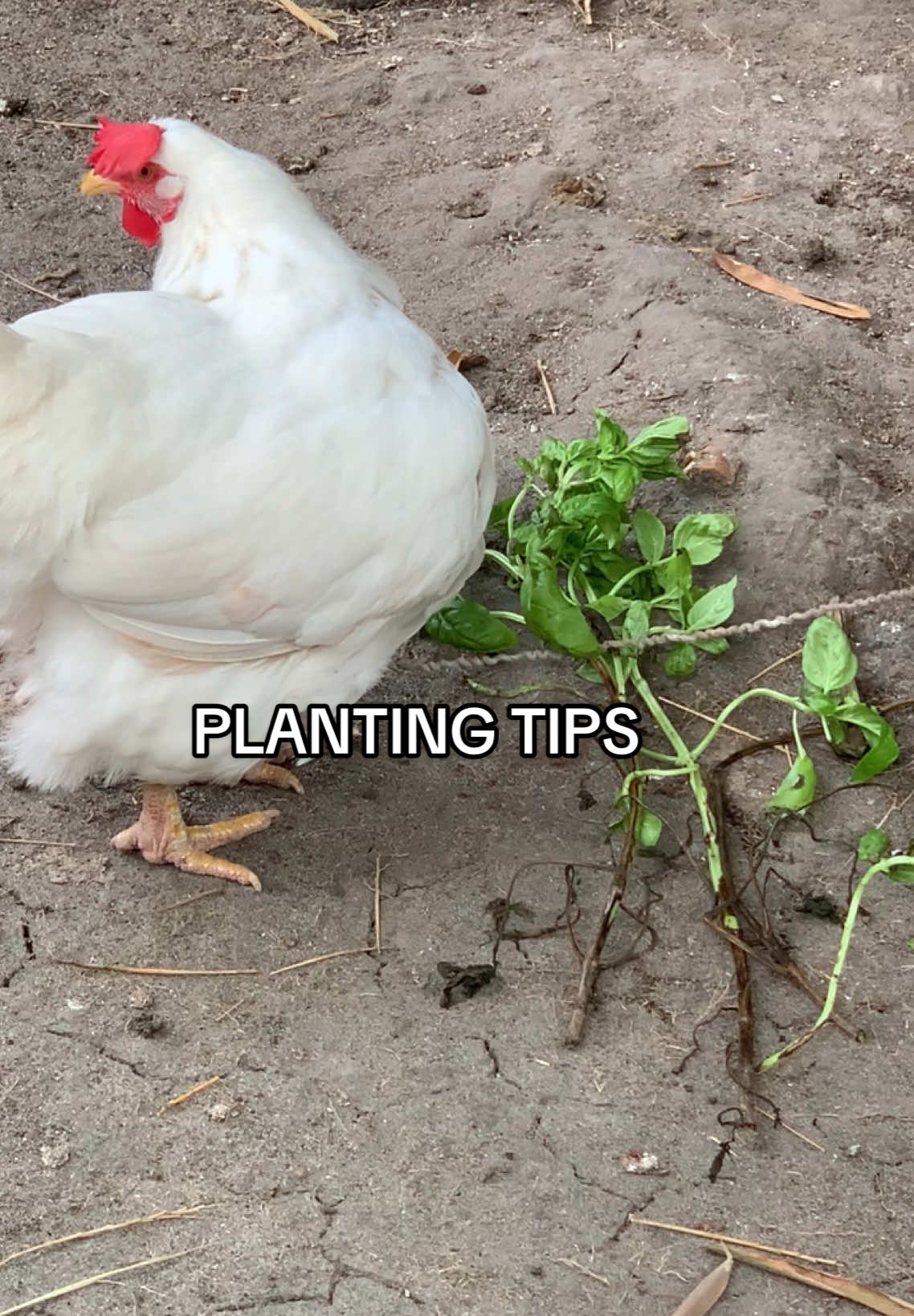 Sa mga manok pala namin napupunta yung mga tira tirang gulay galing sa greenhouse, parang vits na nila yan. Minsan malunggay naman binibigay ko. #chickenvit #gardeningtips #animalsoftiktok #chickens #animals #farming #agriculture 