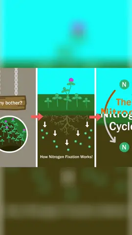 Plants' SECRET Nitrogen Source REVEALED! Unlock the secrets of the nitrogen cycle! This video explains how nitrogen moves through the atmosphere, soil, and plants, with engaging visuals and clear explanations. Learn about nitrogen fixation, nitrification, and denitrification, and discover the vital role of bacteria and fungi in this essential process. Perfect for students and anyone curious about environmental science! #NitrogenCycle #EnvironmentalScience #SoilScience #Biology #Nature #ScienceEducation #Plants #Bacteria #Ecosystem #LearnScience  #Bitcoin #anime  #CentralBanks #SafeHaven #FinancialSystems #CryptoInvesting #DigitalCurrency #SavingsAccount #Stablecoins #InvestSmart #FutureOfFinance #blockchain #xrp #eth #Solana #memes #HODL #global #Love #canada #toronto #america #texas #Florida #trust #trade #nigeria #uganda #losangeles #jamaica #newyork #china #africa #kenya 