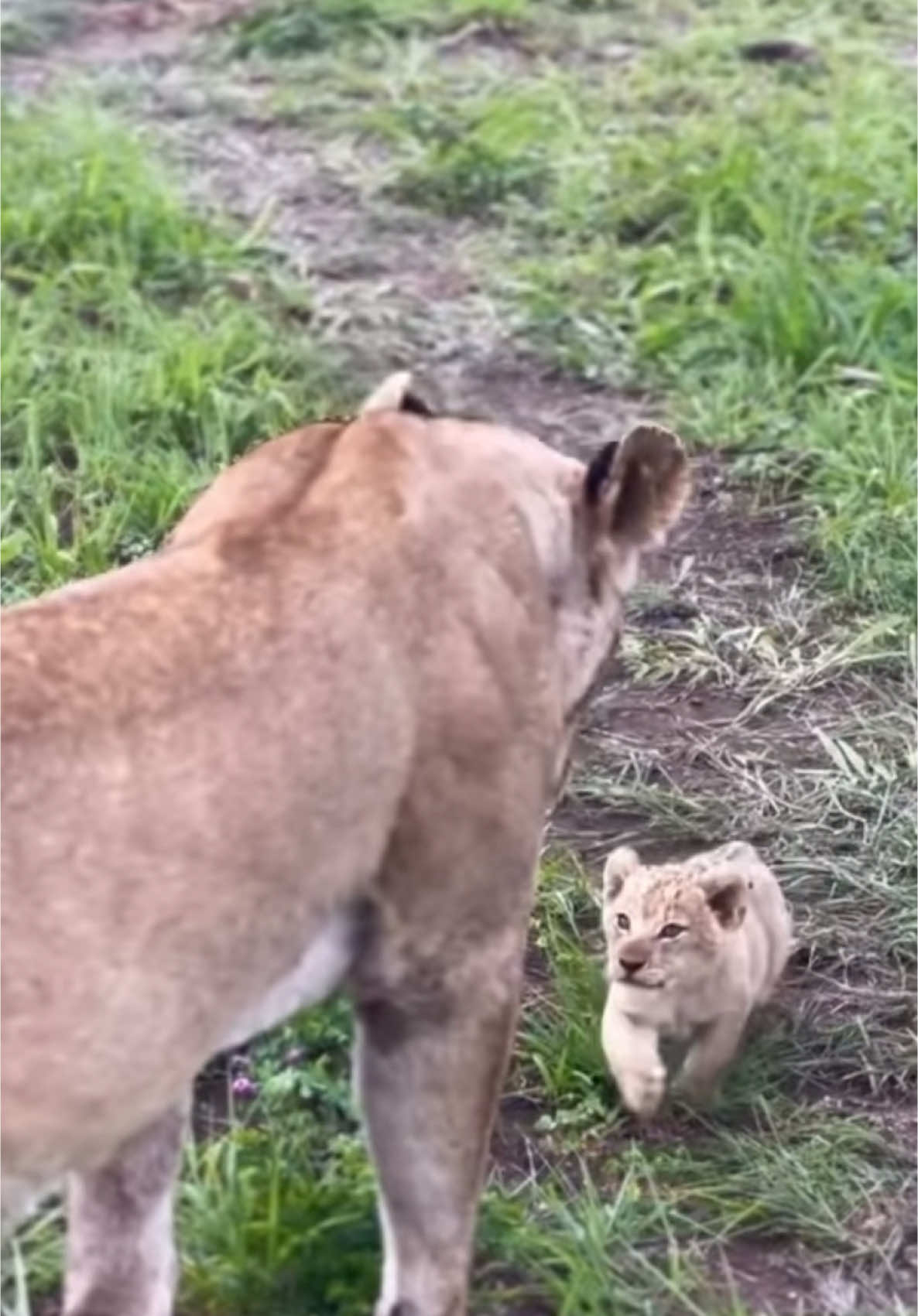 Wonderful lions  #kenyantiktok  #trendingvideos  #animalsoftiktok  #tanzania  #southafrica  #kenyantiktok🇰🇪  #tanzaniatiktok 