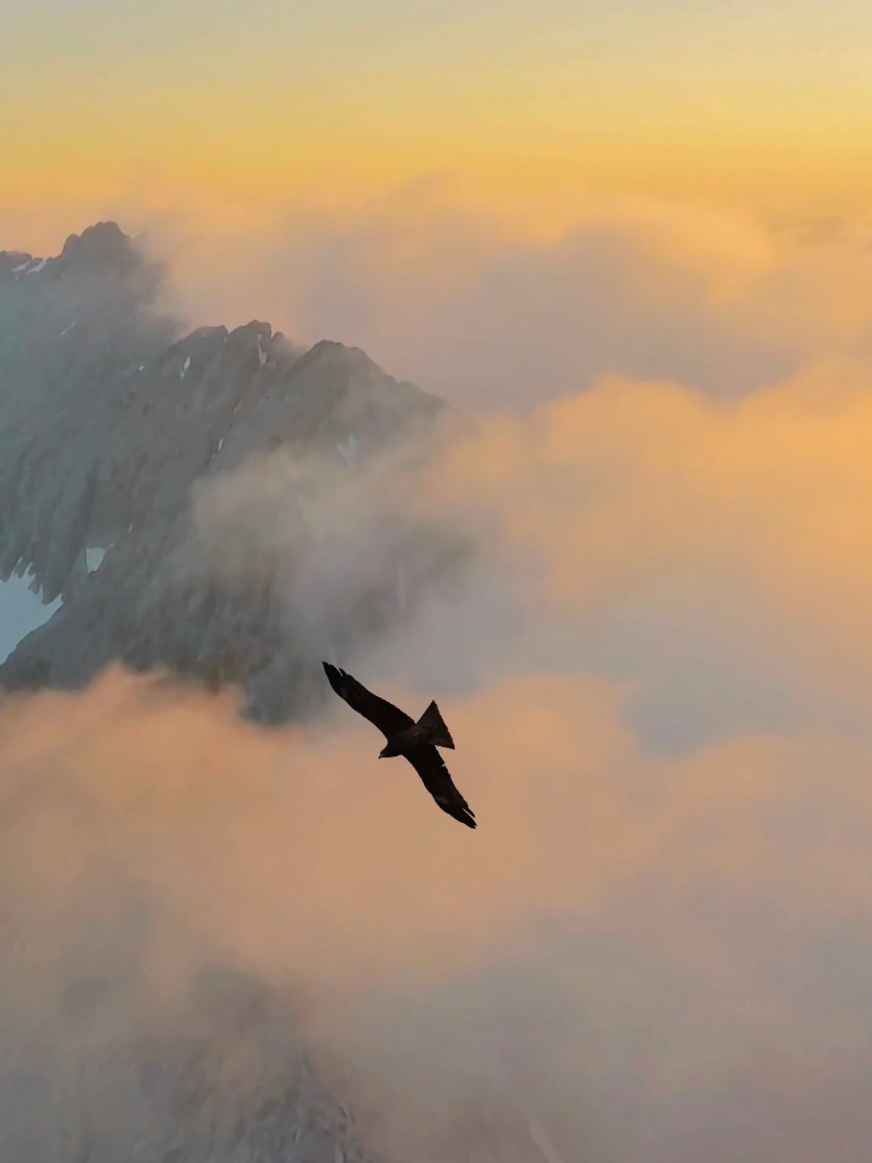 A majestic eagle soars above the clouds as the sun sets on the horizon, illuminating the forest and mountains. 🌄🦅 What do you feel when you see an eagle soaring above the clouds at sunset?   #Sunset #Nature #Eagle #DreamyLandscape #Adventure