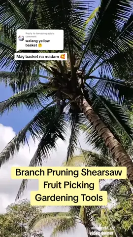 Replying to @teresatopacio Available na madam, click mo lang yellow basket dito sa video.  #panungkitngprutas #pamutolngsanga #panungkitngbuko#fruitpicking 