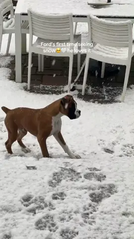 #snow #newengland #boxerdog #boxersoftiktok #snowday #fyp #cutedog #puppy #boxerpuppy 