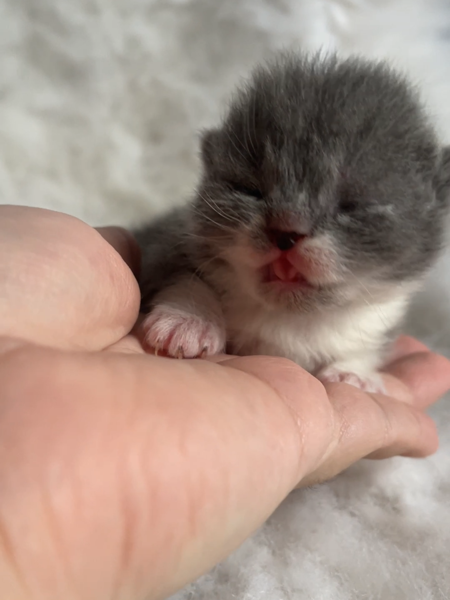 British shorthair blue bicolor girl