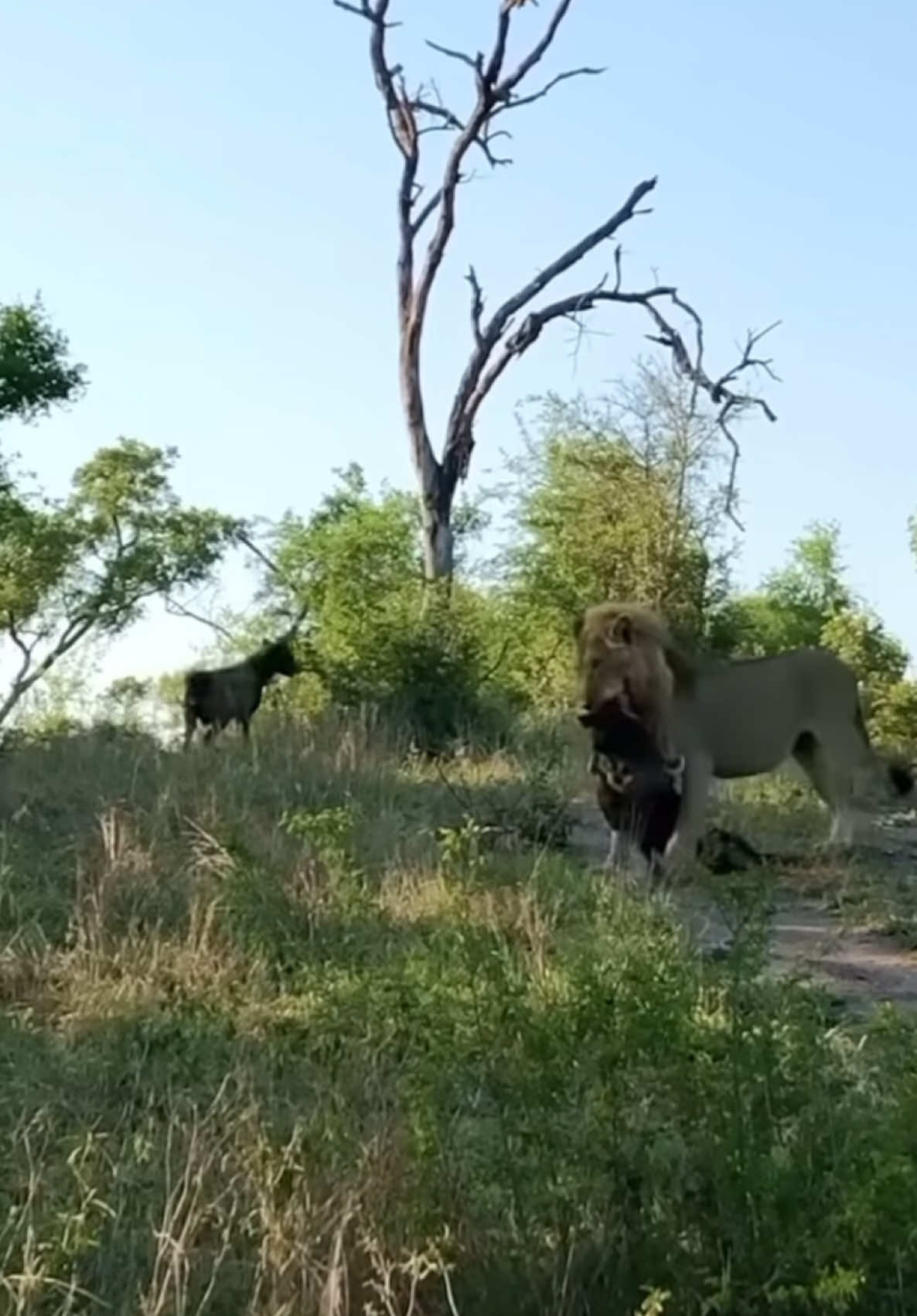 the king when he turns back the hyena runs away 😂😂😂🤦🏿‍♂️ #kenyantiktok  #trendingvideos  #animalsoftiktok  #tanzania  #tanzaniatiktok  #tiktoker  #wildlife  #tanzania🇹🇿  #southafrica  Credit@osxsiwyxsmwv