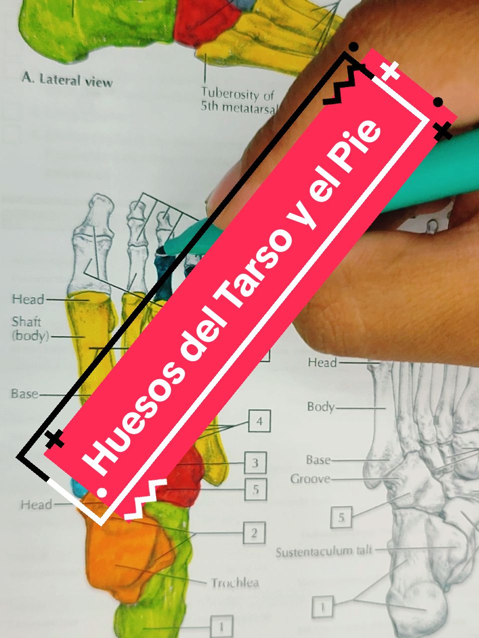 #huesos #del #tarso #y #el #pie  está constituido de 28 huesos 😱 #anatomiahumana #estudiante #anatomia #estudiantesdemedicina #SabiasQue #aprendoentiktok #loaprendientiktok #SabiasQue 