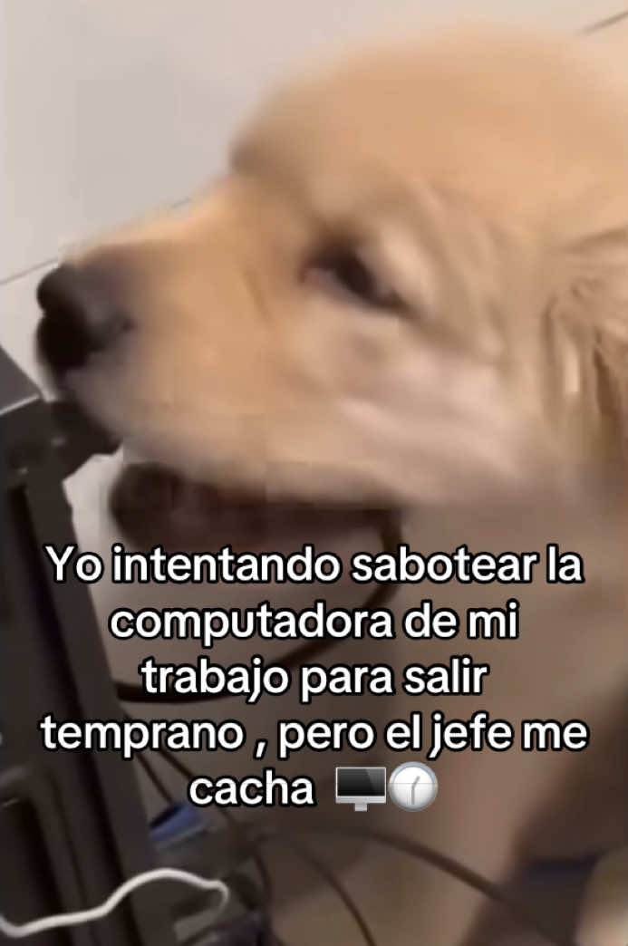 Ya es jueves por lo menos 🥲🥹#buenosdias #work #working #trabajo #oficina #dogs #cachorro #perritos #mascotas #chamba #perros #puppylove #tierno ##diciembre #2024 #comedia #humor #funny #trendingvideo #tendencia #viral #xyzcba #fyp #viral_video #mexico #popular 