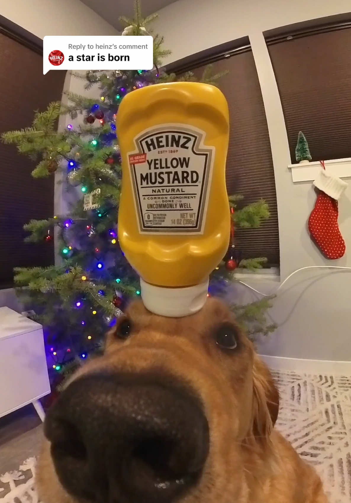 Replying to @heinz  a ✨TV star??👀✨