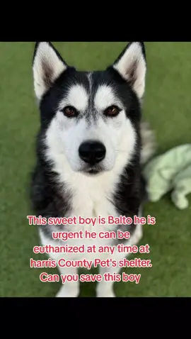 name Balto. kenneled with potato.  easy to leash.  calm in his kennel.  walk decent on a leash.  wasn't reactive walking past kennels.  seems potty trained.  knows sit.  knows how to take treats nicely.  he's treat motivated.  he's a good listener.  loves receiving affecton from his human.  isn't rambunctious or jumpy.  he's a well mannered boy.  has a low to medium energy level.  likes throwing concept of fetch haha he just needs to learn how it works.  likes to play with toys.  knows paw.  he's attentive.  has a playful and happy personality.  loves to engage and goof around. IF YOU WOULD LIKE MORE INFORMATION OR WOULD LIKE TO APPLY TO ADOPT OR FOSTER PLEASE GO TO @RESCUE DOG ARMY TO FILL OUT AN APPLICATION IN BIO.  OUT OF STATE ADOPTION IS POSSIBLE.  BALTO IS LOCATED AT HARRIS COUNTY PET'S IN HOUSTON TX.  #adopt #foster #rescue 