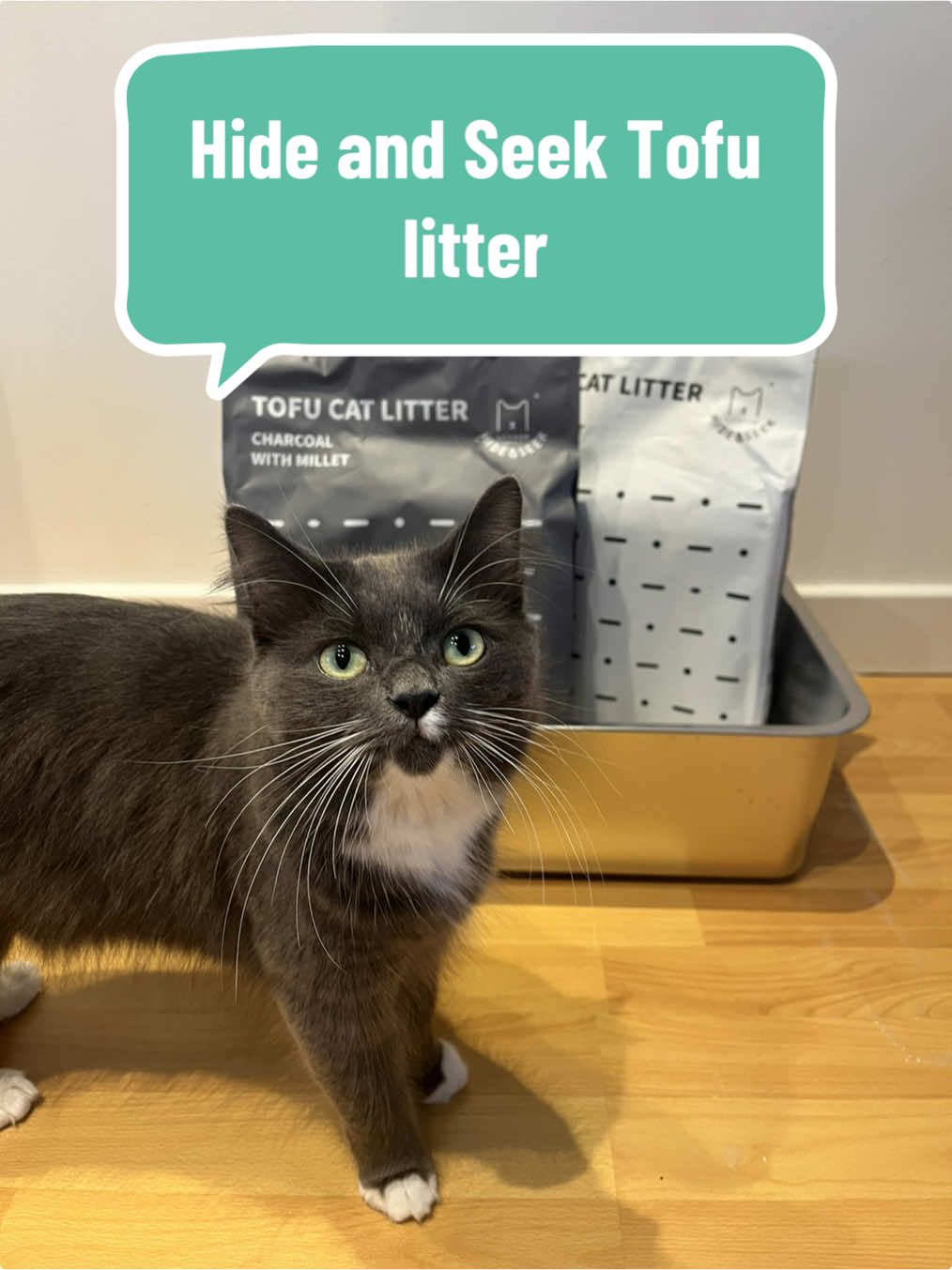 Say goodbye to smelly litter boxes and hello to Hide and Seek Tofu cat Litter! 🌱 #catparentsoftiktok #catsoftiktok #russianblue #kittensoftiktok #longhairedcat #cattok #hideandseeklondon #tofucatlitter