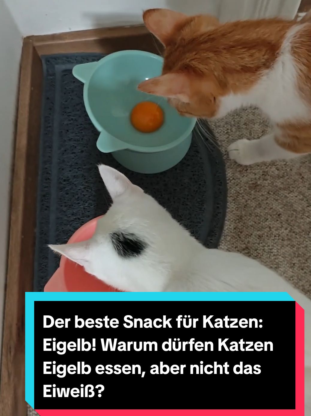 Der beste Snack für Katzen: Eigelb! Warum dürfen Katzen Eigelb essen, aber nicht das Eiweiß?  #katze #mitzimeau #katzen #katzenfutter #barf #barfdiet #kitchen  #kitty #kitchen #snack #katzensnacks  #suplimente  #suppliment  #katzennahrung #vitamine #fleisch #taurin #katzensnacks #eigelb #katzenmama #katzenvideos  #katzenfutterselbstgemacht  #hochwertigeskatzenfutter 