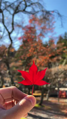 Best spot Autumn Leaves in Koyasan, Wakayama 🇯🇵 📍Jabara Michi Temple Road 📍Eireiden #koyasan #koyasanjapan #japantravel #japantrip #japanvisit #autumnvibes🍁 #autumnjapan 