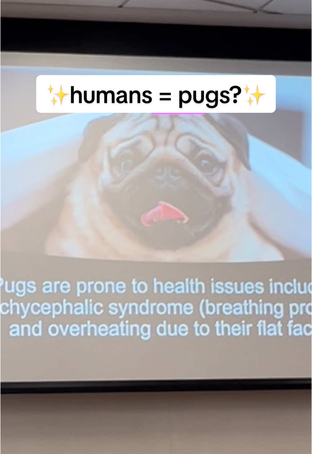 Pugs and humans? We’re more alike than you may think. Dr. Victor Avis was joined by the wonderful Dr. Michael Gelb and Dr. David Alfi at @Columbiadentalmed to discuss airway and how it impacts our every day lives. Visit our website for more information! 🔗  #nutrition #mouthtape #heart #sleep #tarf #airway #sleepapnea #snoring #osa #snoring #nasalbreathing #teeth #dental #mouthbreathing #breath #columbia #pugs #columbiauniversity #fyp 