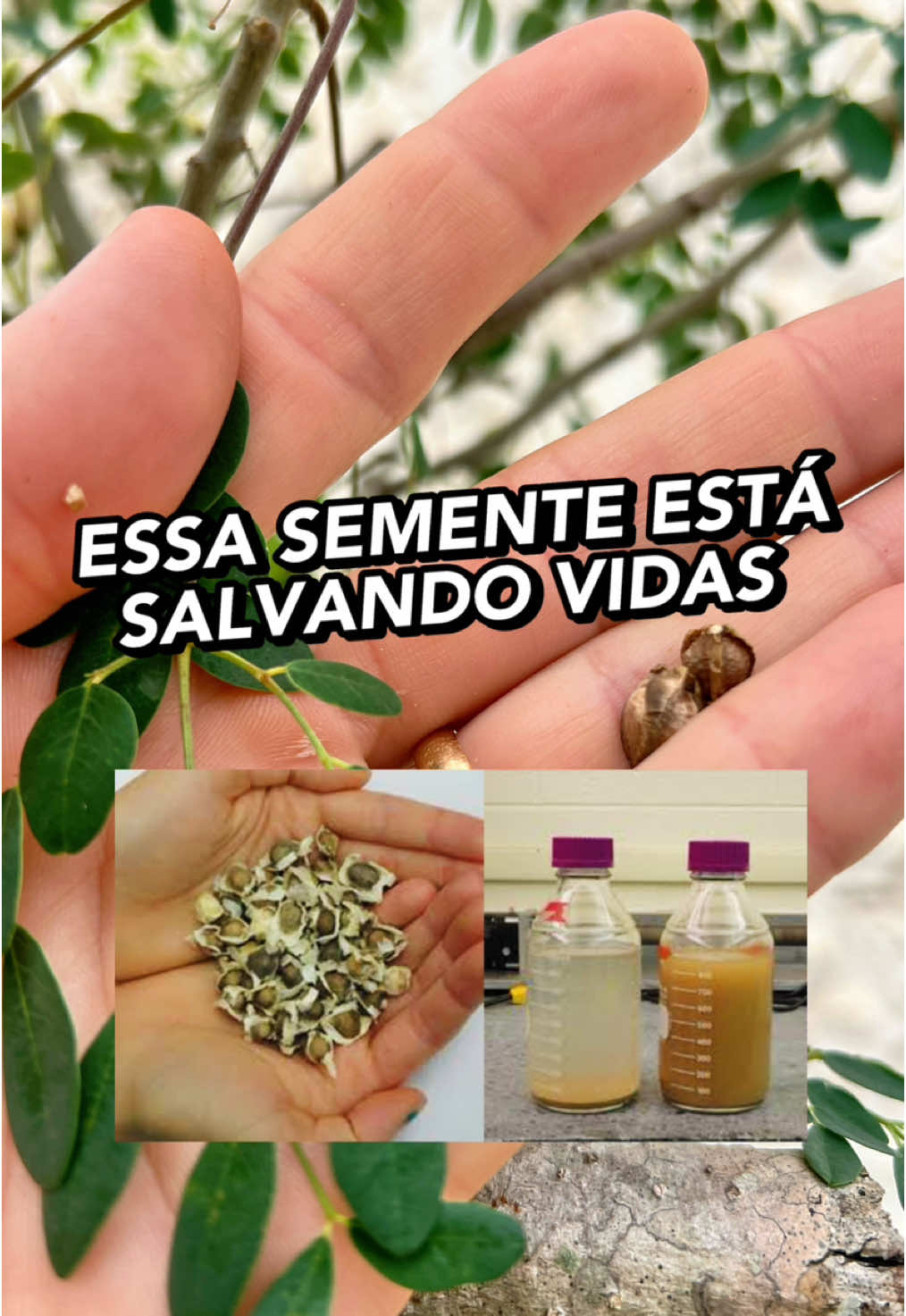 Já compartilha pra galera conhecer também! A Moringa oleífera é também chamada de “árvore da vida”. 🌿 Suas sementes, folhas e até mesmo sua casca têm propriedades incríveis que vão além da nutrição. As sementes da moringa trituradas agem como um coagulante natural.  Elas atraem partículas de sujeira, eliminam impurezas e bactérias da água, tornando-a mais limpa e segura para beber. Esse método já é usado em comunidades ao redor do mundo que enfrentam dificuldades no acesso à água potável, principalmente em regiões africana e índia. Além das sementes, as folhas da moringa são uma fonte riquíssima de nutrientes. Elas contêm: •  7x mais vitamina C que a laranja •  4x mais cálcio que o leite •  2x mais proteínas que o espinafre •  E antioxidantes que combatem o envelhecimento e fortalecem o sistema imunológico. Claro que o consumo é bem menor em volume do que esses outros alimentos, a comparação é para efeito de concentração dos nutrientes. Por isso também seu uso exige atenção e é melhor sob recomendação de especialistas de saúde.  •  Sementes: Triture-as e misture na água para purificação, aguardando por cerca de umas 6h. •  Folhas: Faça chás, saladas ou smoothies para uma dose de nutrição extra. Você pode encontrar para comprar também já pronta para preparo. •  Óleo: Extraído das sementes, é usado na culinária e cosméticos. A moringa é resistente à seca e cresce em solos pobres, sendo uma aliada poderosa contra a desnutrição e a escassez de água em comunidades vulneráveis. Eu plantei aqui no quintal e pegou muito bem, exigindo poucos cuidados. Ela cresce muito rápido, precisa de um bom espaço. Na época de sua floração, enche de abelhas, besouros, é uma ótima fonte de pólen e néctar também. Conta aqui nos comentários se você já conhecia e se já fez uso dela!  Salva esse post para não perder esse vídeo e me segue para mais dicas das maravilhas da natureza! #moringaoleifera #plantaquecura #saúdenatural #purificaçãodaágua #superalimentos #sustentabilidadebrasil #vidasaudável 