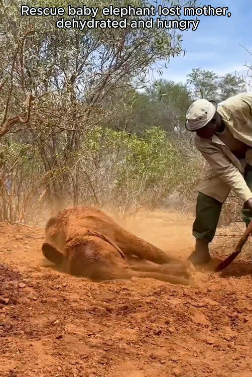 Rescue a baby elephant #rescue #animal #animalsoftiktok #rescueanimals #elephant 