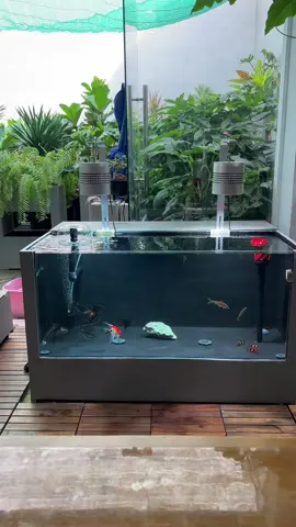 Test nước hồ composite Anber Fish 1 mặt kính #fish #cacanh #aquarium #becacanh #hocacanh #hocacongnghemoi 