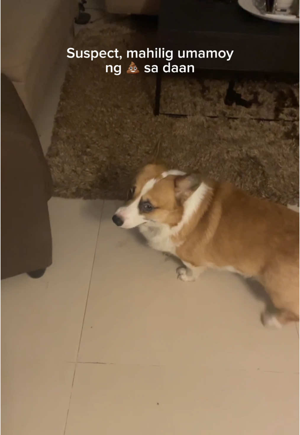 walang personalan #suspecttrend #suspect #suspectchallenge #corgi #dogsoftiktok #corgisoftiktok #fyp #zxycba 