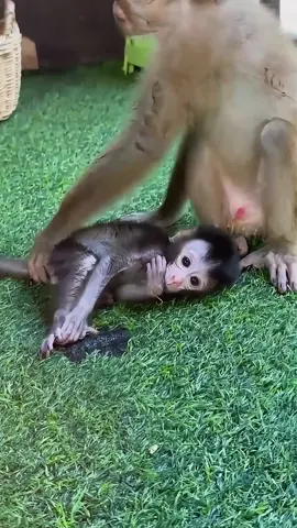 The poor baby monkey #monkey #monkeys #monkeydluffy #babymonkey #cute #cutemonkey #wildlife #usa #monkeyface #wildanimals #animals #pet #foryou #cuteanimals #monkeybaby #monkeylover #poor #babyanimals #adorable 