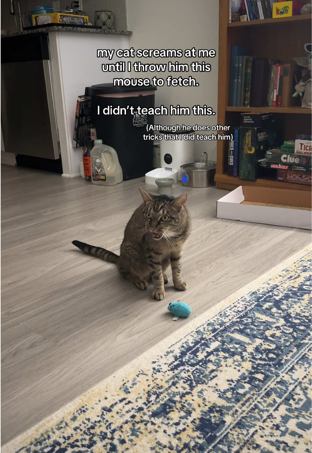 we all deserve a cat who plays fetch  #cat #catvideo #cattricks #kitty #tabbycat #catmeme #cats #catsoftiktok 