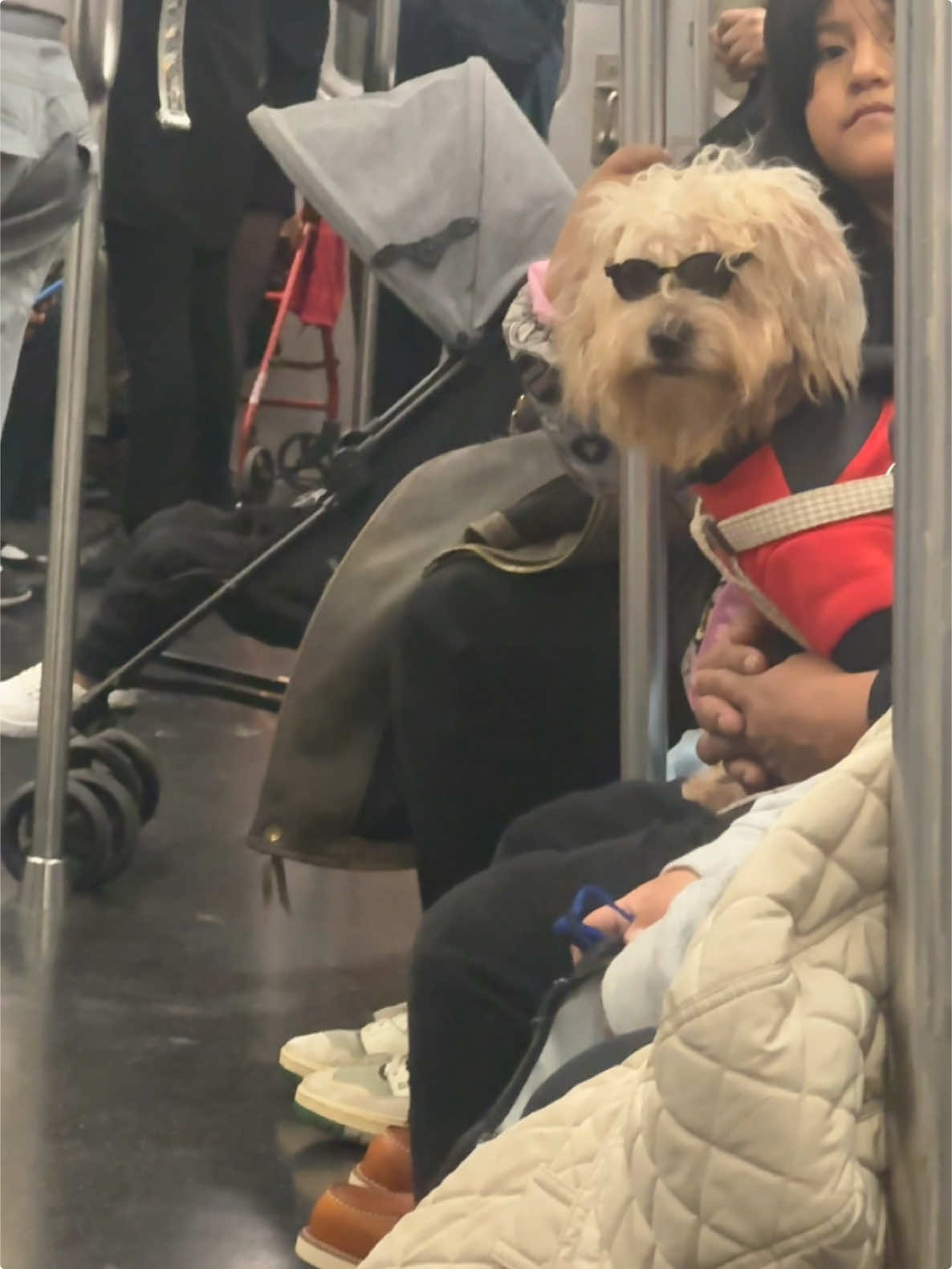 Dude in the 🕶️ keeps staring 👀 over here #subwaycreatures #subway #iloveny #nyc #fyp #foryoupage #dogsoftiktok #doglover 