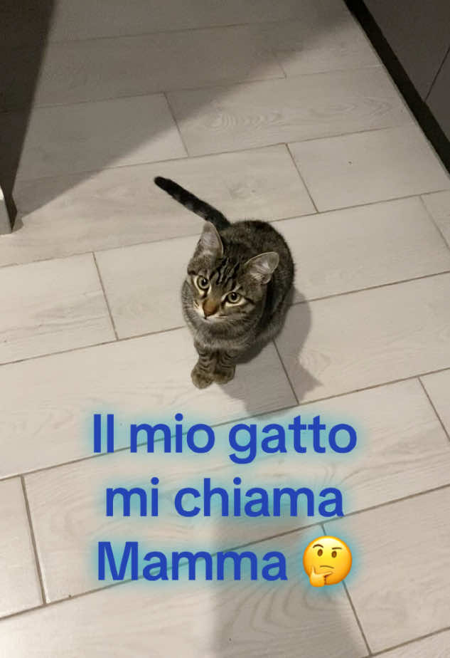 Il gatto che dice “mamma” 🐈‍⬛ #neiperte #viralvideo #gattino #mamma #kitten #cutecat #cat #mum #vitadagatto #vitadazaffiro #hosemprefame 