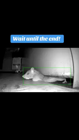 Can a rat fit underneath a door? This customer didn’t BELIEVE me! #rats  #pestcontroller #homeowners #doors 