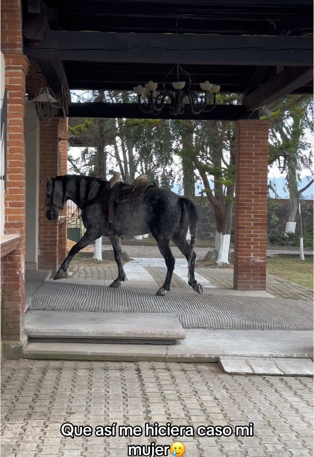 Lo educados que son estos animales💯👍🏻 #caballosbailadoresdemorelos#caballosbailadores#caballosbailadores🍀🐴🍎#foryoupageofficiall#exigentecaballosbailadores#frisonesbailadores🔱#caballosbailadoresmx#caballosbailadoresmx#fypシ゚viraltiktok#foryou#frisonesyespañoless#foryoupageofficial#frisonesbailadores🔥#caballosfrisonesbailadores🇳🇱🐴#fypシ゚viral  