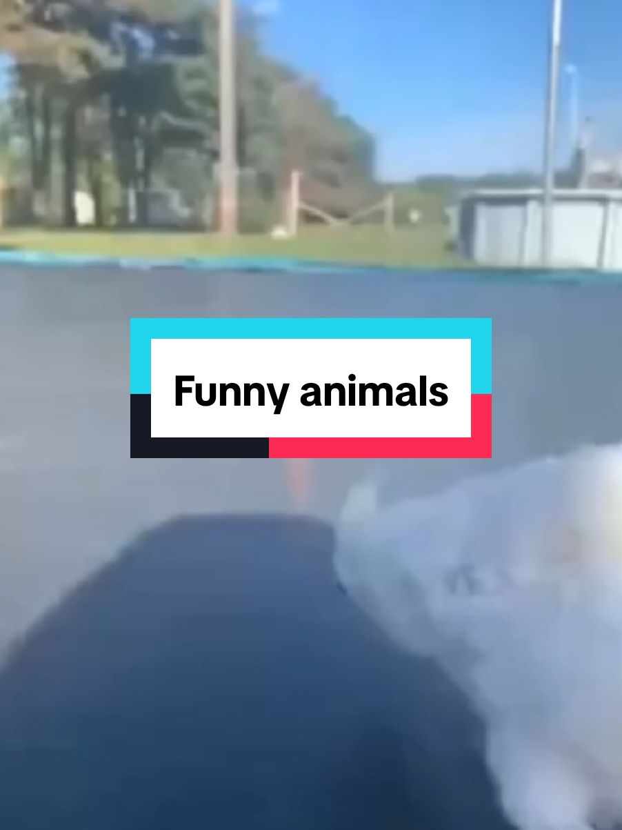 #funnyanimals  #AnimalComedy  #PetFails  #CuteAndFunny  #AnimalLovers  #Pawsome  #HilariousPets   #PetHumor  #FluffyFails  #GoofyPets  #DailyLaughs  #WildAndFunny  #PawsAndClaws  #AnimalVibes 