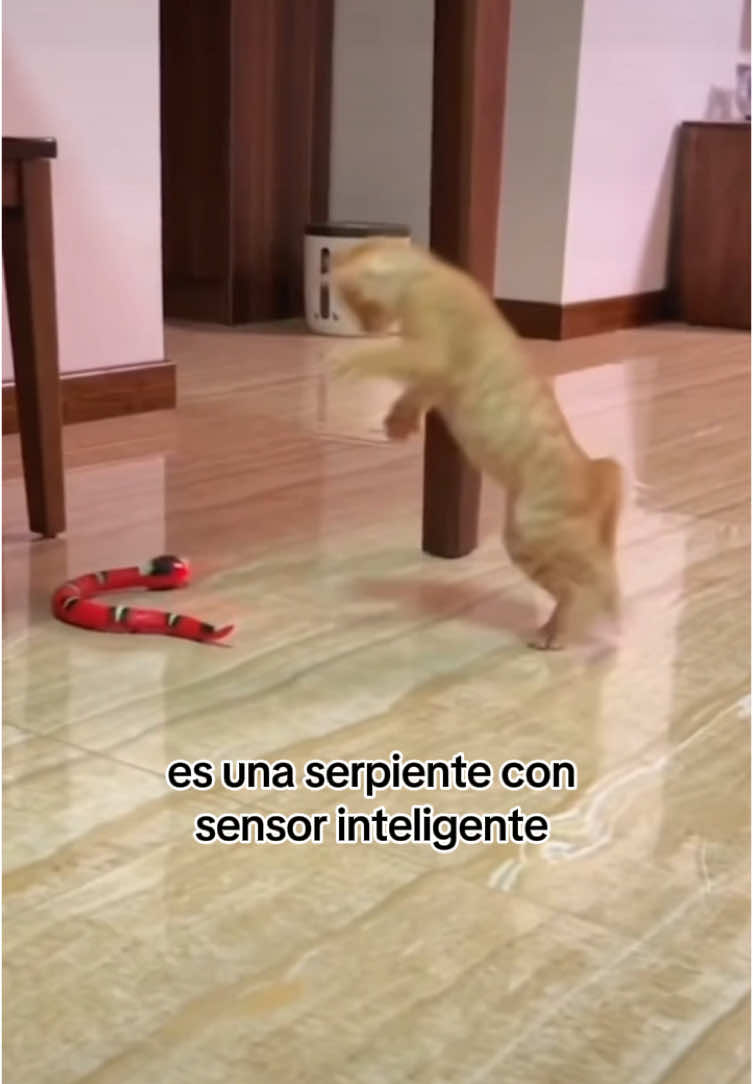 Los gatos tienen un instinto cazador y necesitan de estimulacion física y mental. Esta serpiente electrica con sensores inteligentes es el juguete ideal para tu gatito😸 #cats #gatos #gatostiktok #juguete #mascotas #gatosgraciosos #serpiente 
