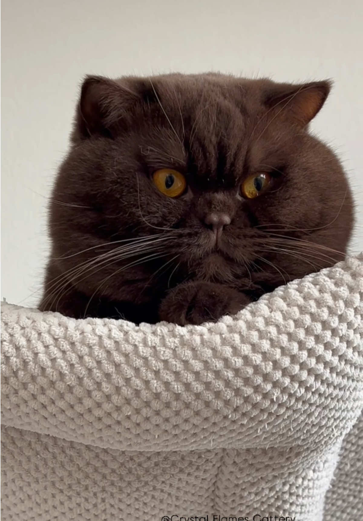 I found the purrfect man 🤯 #bigcat #browncat #catsoftiktok #chubbycheeks #inlove #bsh #britishshorthair 