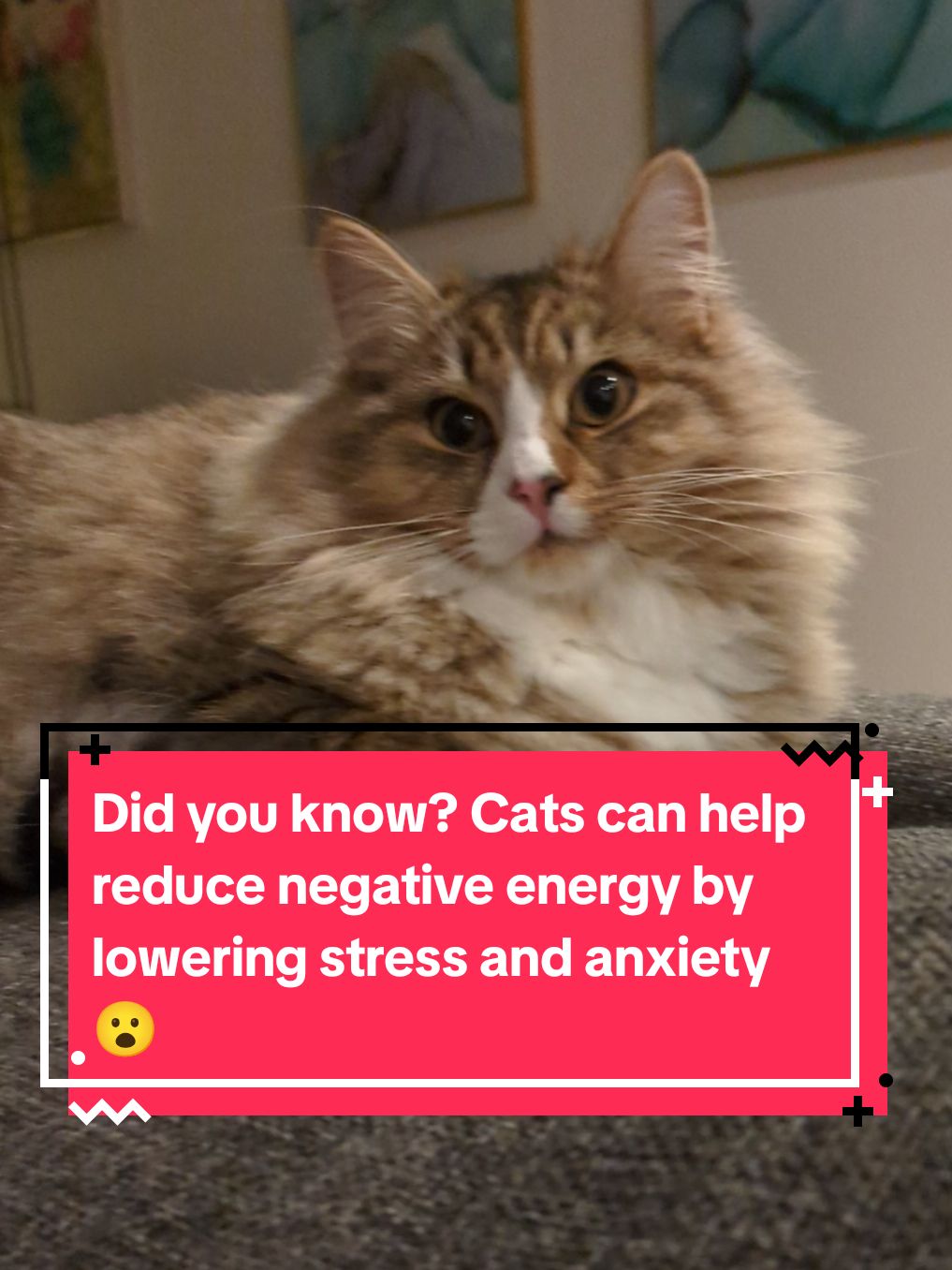 Did you know? Cats can help reduce negative energy by lowering stress and anxiety 😮 #catlovers #kittenlove #cattok #catsoftiktok #catfacts 